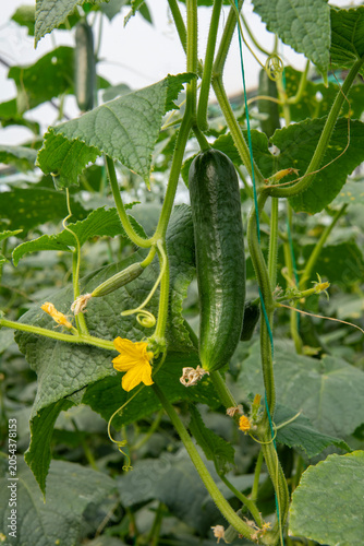 Cucumber harvest has started in the greenhouse and in the field. A photoshoot was held in the bountiful cucumber fields.