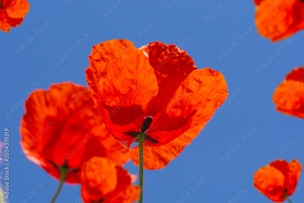 Fototapeta premium poppy flower meadow red blossom blue sky bottom view macro bright summer day field background wild petals details concept of environment botany floristry