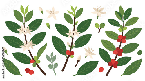 фотографія Coffee tree branches with roasted beans and white blooms.