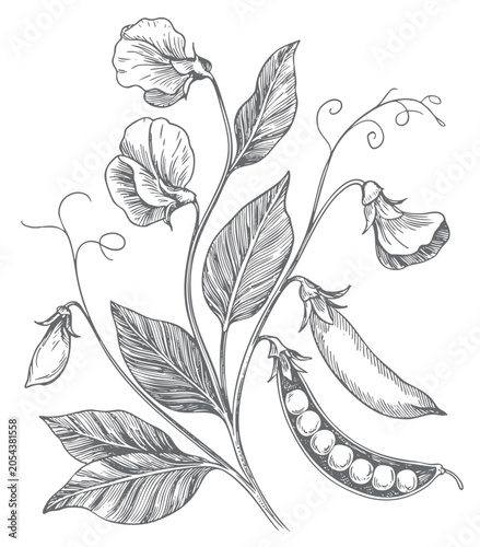 Fotografía Botanical sweet pea flowers and seed pod in vintage engraving.