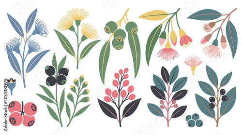 Foto Australian native flora eucalyptus branches leaves flowers.