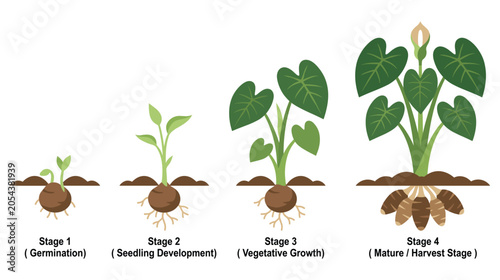 Foto Taro plant life cycle stages from germination to harvest.