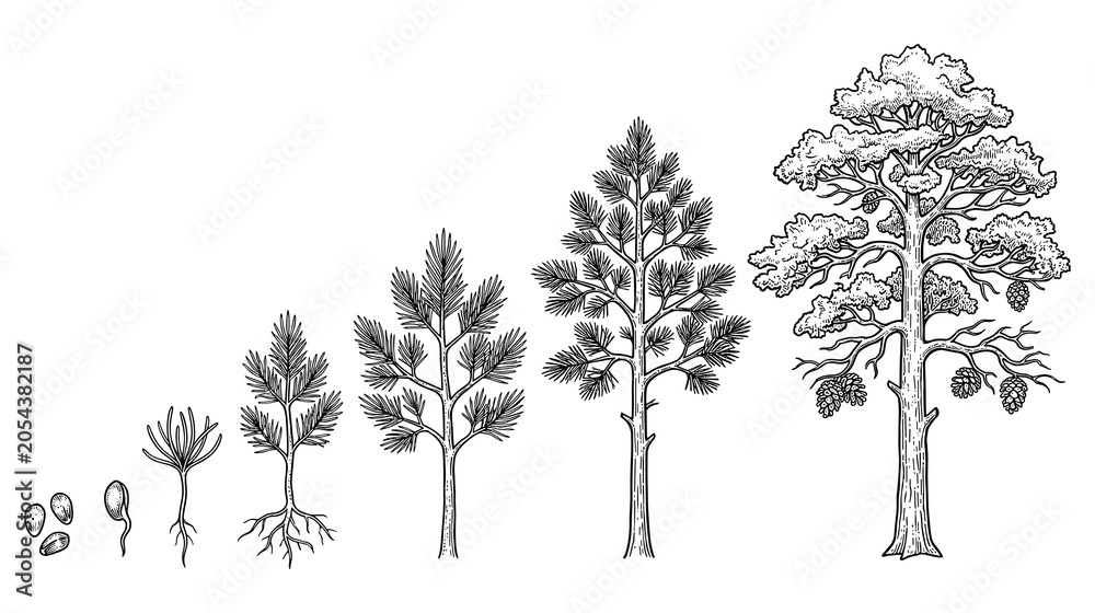 Obraz premium Growth cycle of pine tree from seed to mature conifer.