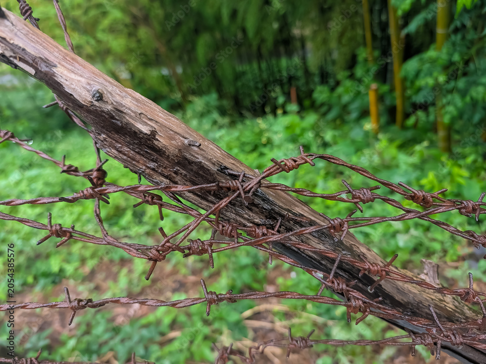 Obraz premium Weathered Wooden Post Wrapped in Rusted Barbed Wire Surrounded by Lush Green Vegetation
