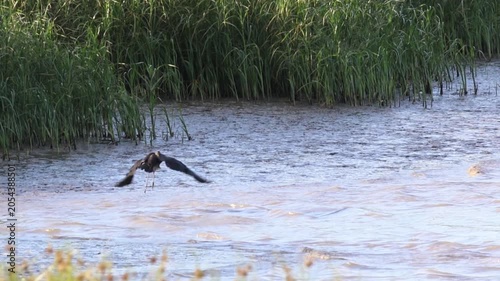 Glossy ibis flying and landing in a muddy river wetland
