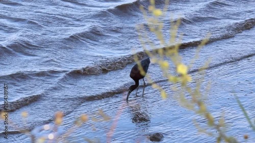Black ibis bird foraging in the tagus river