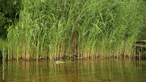 Real-time static 4K video of lush green reeds growing on a calm river bank, reflecting in clear water. Ideal for natural backgrounds and concept.