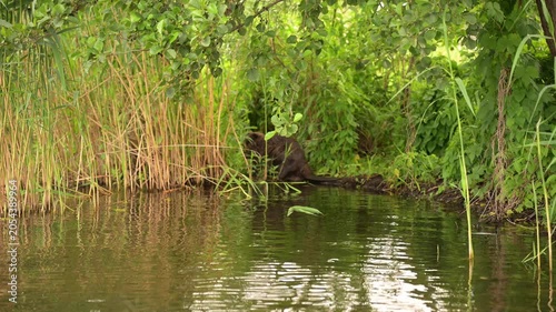 Wild beaver swimming out of the water onto a lush green riverbank. Real-time static video for nature, wildlife, and eco commercial concepts.