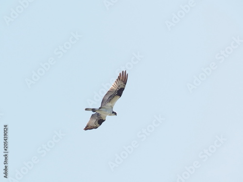 Osprey flying overhead