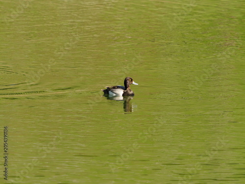 Canvastavla Common goldeneye ducks in yellowstone