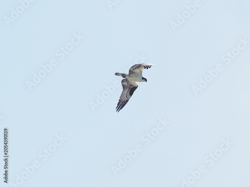 Osprey flying overhead