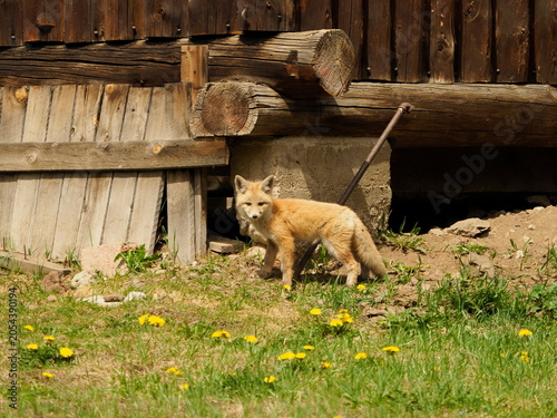 American fox in old shed