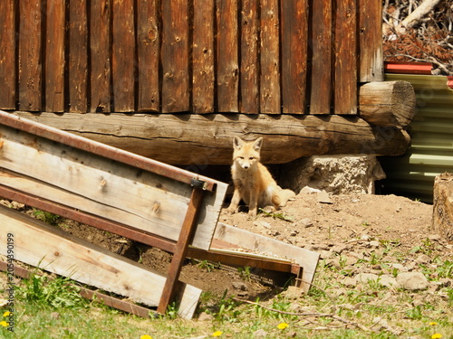 American fox in old shed