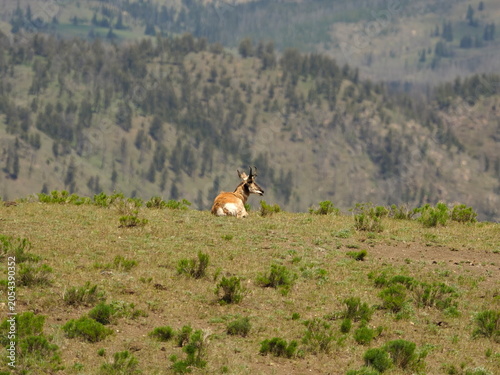 Pronghorn on the mountain top