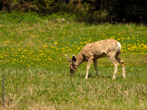Mule deer in Yellowstone National Park