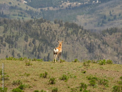 Pronghorn on the mountain top