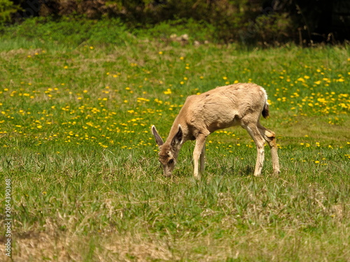 Mule deer in Yellowstone National Park