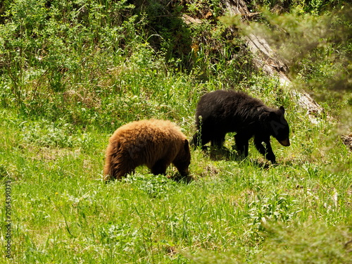 Black and cinnamon bears