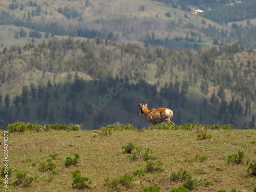Pronghorn on the mountain top