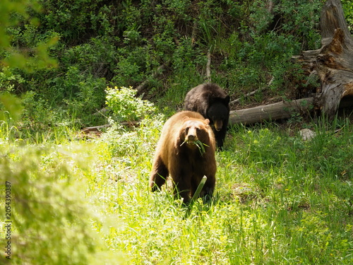 Black and cinnamon bears