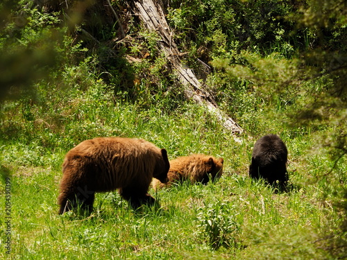 Black and cinnamon bears