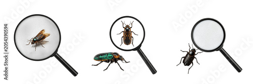 Isolated Magnifying Glass Inspection Beetle 3D Illustration Transparent Background Science Entomology Research Bug Insect Pest Detective Tool Graphic High Resolution Commercial Microstock Clip Art Des