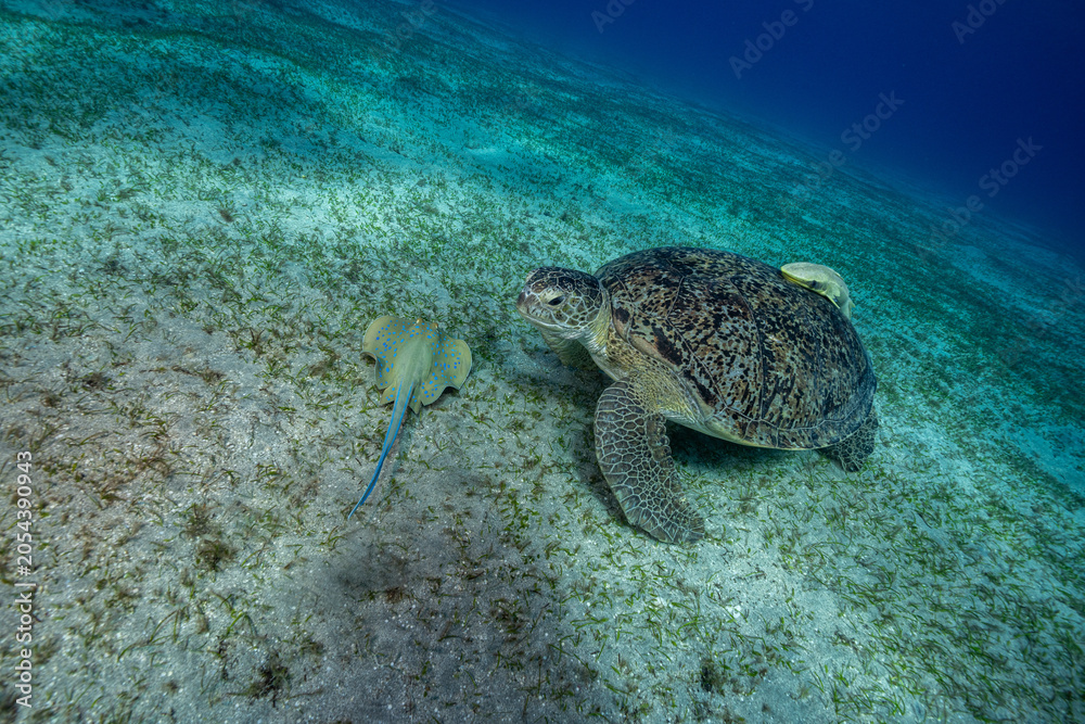Obraz premium Turtle and blue spotted stingray, Egypt
