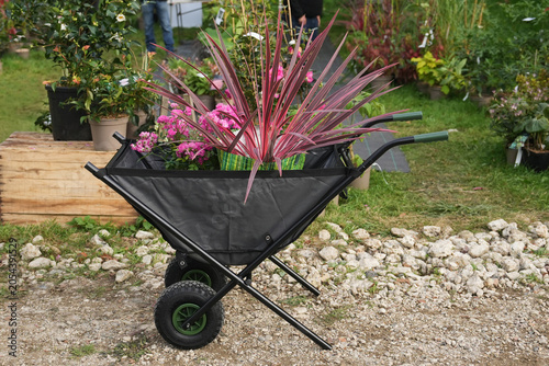 Cordyline australis and rose plants displayed in garden wheelbarrow