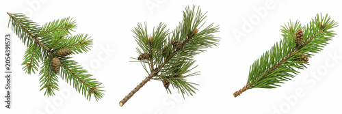 Isolated Pine Branch Cone 3D Illustration Transparent Background Winter Christmas Forest Tree Green Needles Botanical Decoration Holiday Graphic High Resolution Commercial Microstock Clip Art Design A