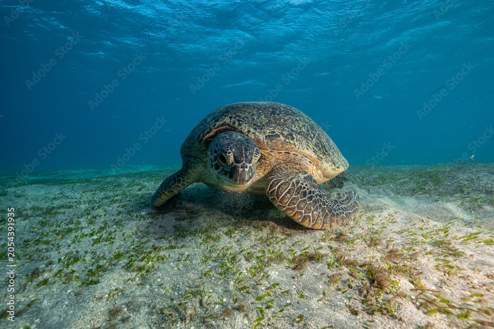 Obraz premium Green sea turtle, Red Sea, Egypt