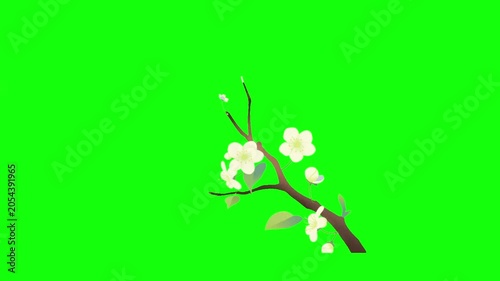 Cartoon Tree Branch Blooming with White Flowers and Falling Petals on Green Screen Background
