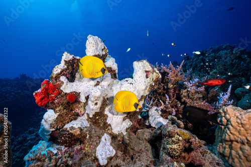 Bild auf Leinwand Bluecheek butterflyfish, Chaetodon semilarvatus