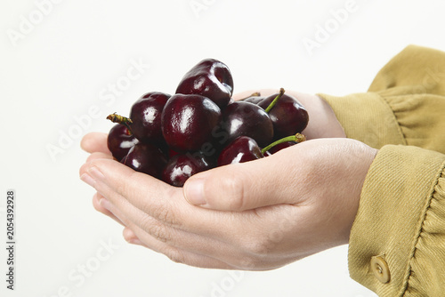 Bild auf Leinwand Fresh Yantai Cherries from Shandong China Held in Hands - Premium Imported Dark