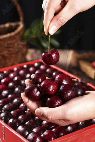 Vászonkép Fresh Yantai Cherries from Shandong China - Premium Imported Fruit Hand-Picked D