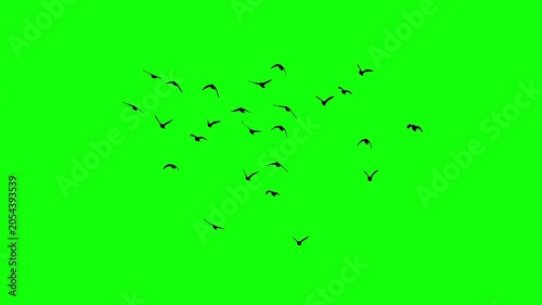 Flock of Black Birds Flying and Swarming Across Green Screen Background for Silhouette Nature Footage