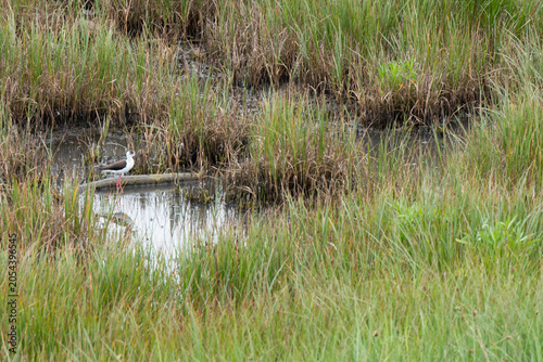 Obraz na płótnie Black winged stilt, himantopus himantopus, in a pond near Villaviciosa, Asturias