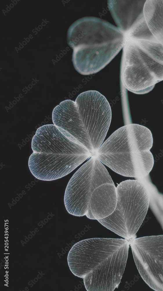 Obraz premium Delicate translucent clover leaves