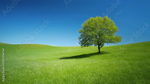 Solitary Green Tree on Rolling Grass Hill 4K Generative AI
