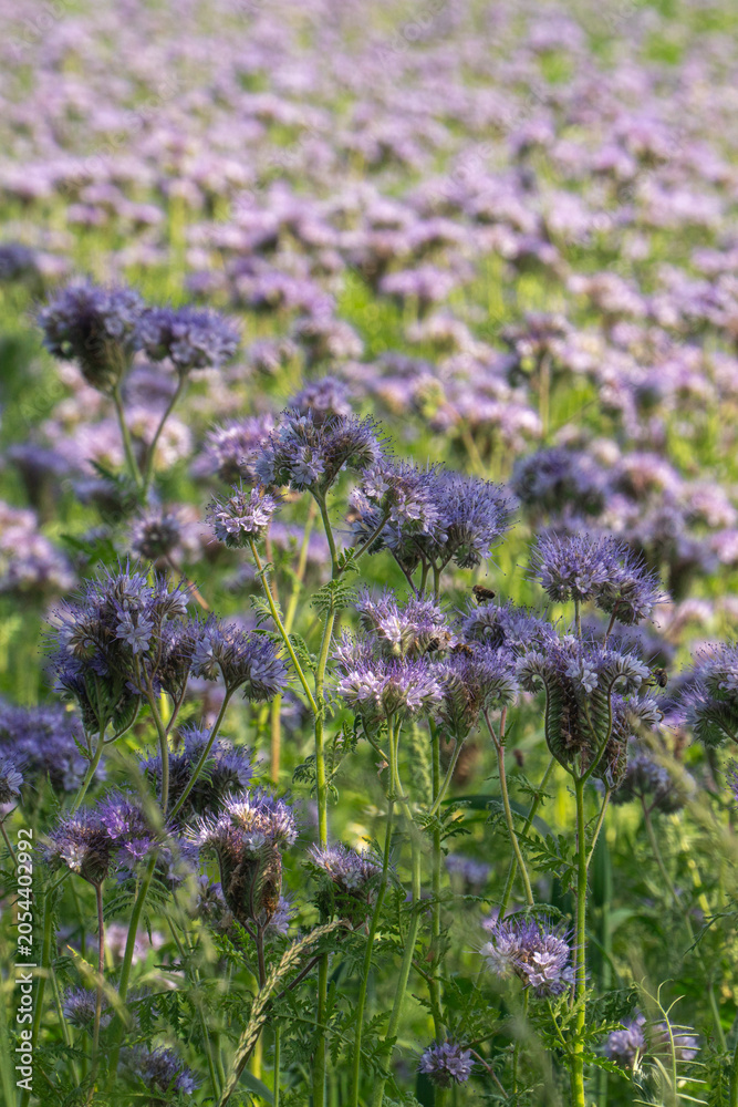 Obraz premium Flowers bloom in a field during springtime with bright colors at a rural location in the afternoon sunlight