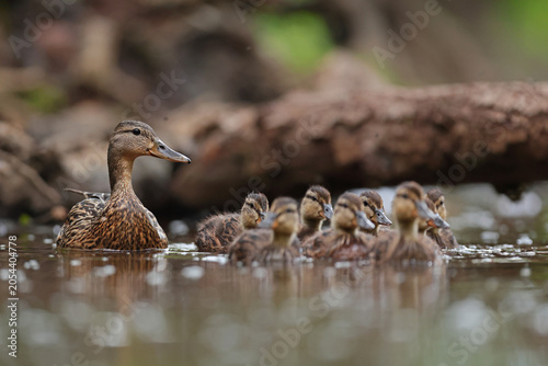 Фотография kaczka krzyżówka (Anas platyrhynchos) duck