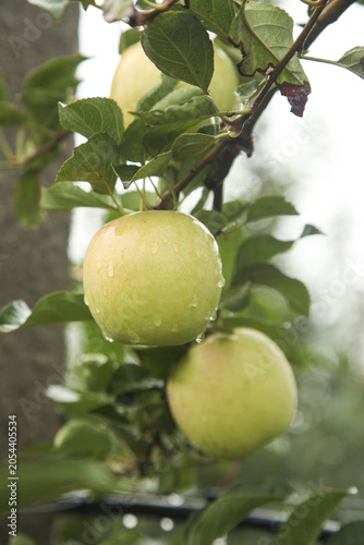 Freshly Grown Green Apples on Tree Branch in Wanglin Shaanxi China Agricultural Orchard with Water Droplets