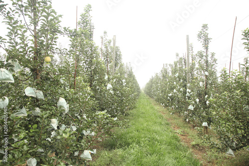 Apple Orchard Rows in Wanglin Shaanxi China - Freshly Grown Green Apples with Protective Bags in Commercial Farm