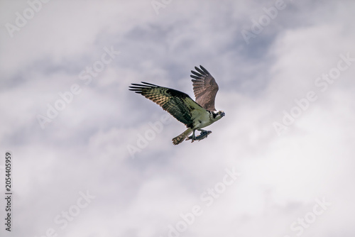 Osprey soaring with a fish in its talons