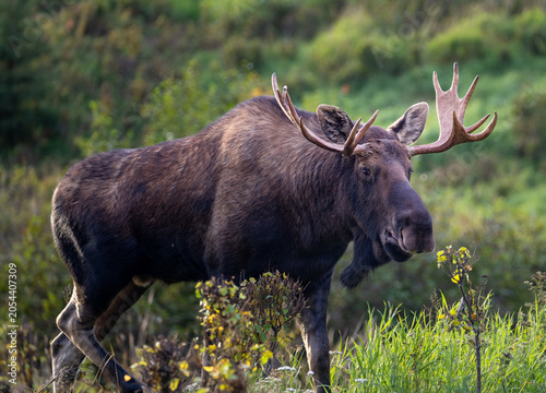 Bull moose in the green brush looking for food