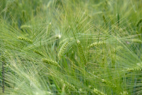 Photos Ears of green rye in summer field