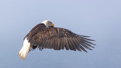 Majestic Mature Bald Eagle Soaring Through the Blue Sky, Homer Spit, Alaska