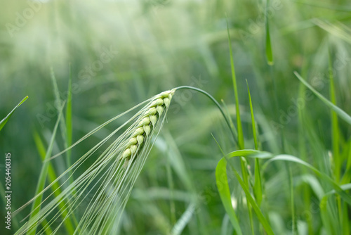 Photography Ears of green rye in summer field