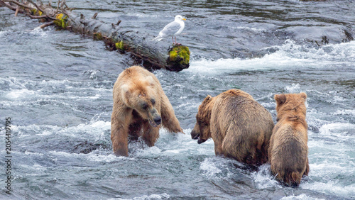 Foto Mother grizzly bear protecting her yearling cub from an aggressive male kodiak b