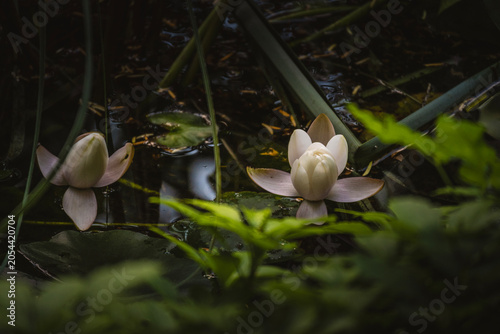 Schilderij op canvas Beautiful water lillies growing from the dark, murky pond in the Zagreb city bot