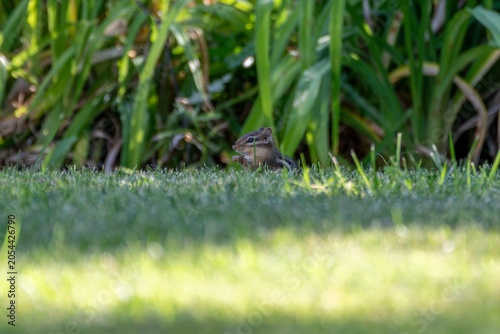 Slika na platnu A curious chipmunk peeks above the grass, pausing to nibble while surrounded by lush green foliage in a peaceful garden setting